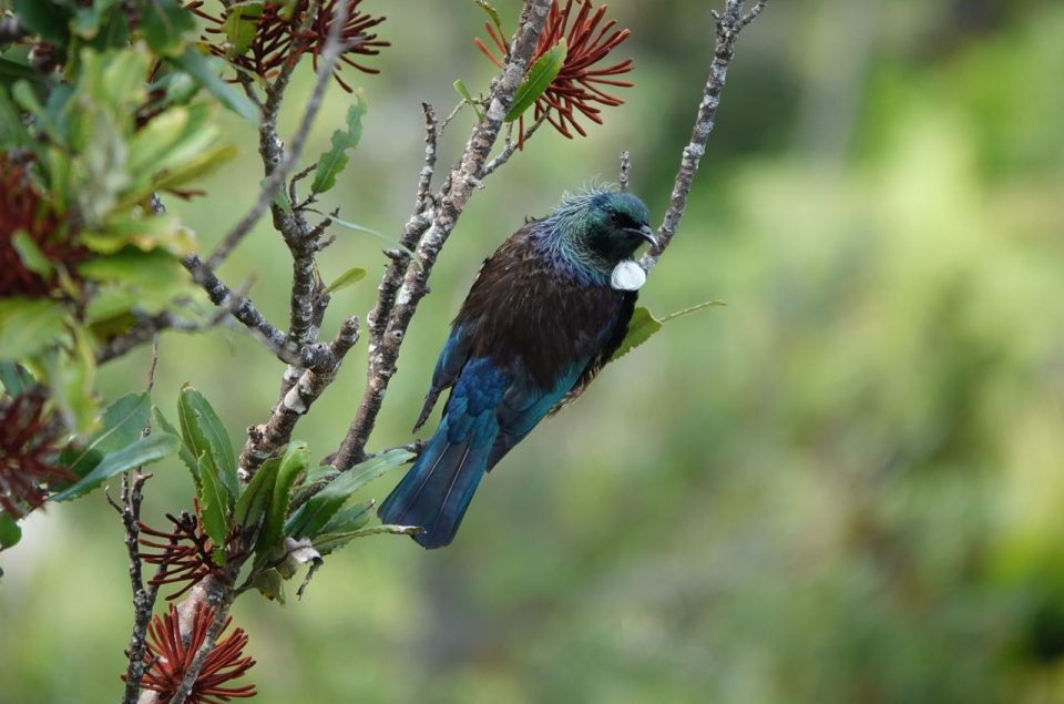 tui